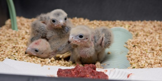 Three Aplomado Falcon nestlings with pile of ground meat