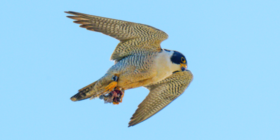 Peregrine Falcon in flight