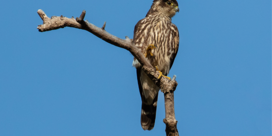 Merlin perched on branch