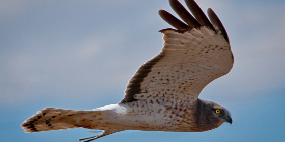Northern Harrier in flight