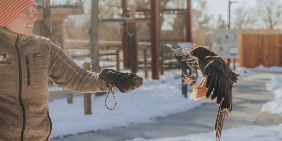 Griffin the Swainson's Hawk flying to Stephanie amidst the snow