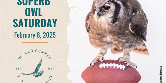Oliver the Owl on a Football Superb Owl Saturday Feb 8, 2025