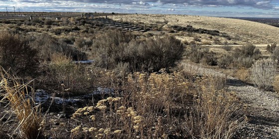 Sagebrush Steppe at the World Center for Birds of Prey