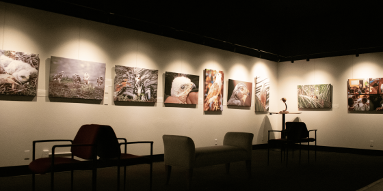 Marcia &amp; Bob Ross Gallery