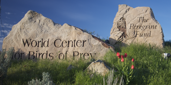 Spring at The Peregrine Fund's World Center for Birds of Prey