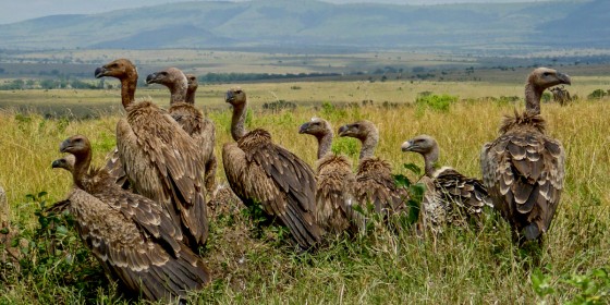 A flock of African Vultures sitting on the ground with grassland and a distant mountain behind them.