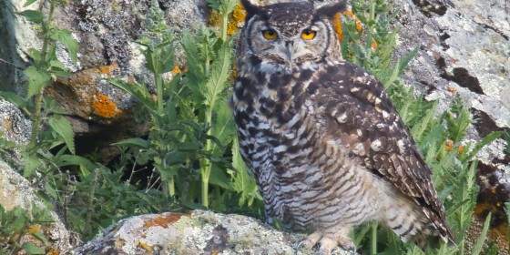 A Cape Eagle-owl standing on a rock with vegetation and a rock wall behind it.