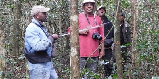 Three members of The Peregrine Fund's Madagascar team conducting field work in dense forest.