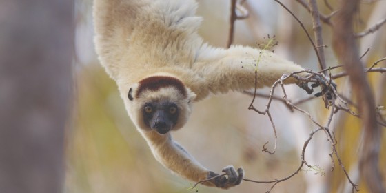 A Verreaux's Sifaka, a type of lemur, hanging into frame from a branch offscreen.