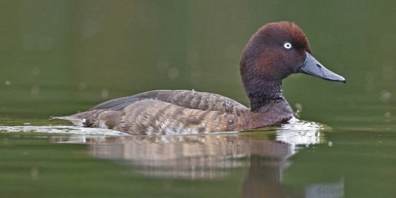 A Madagascar Pochard swimming.