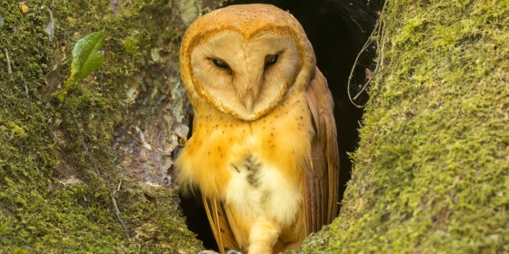 A Madagascar Red Owl sitting in a tree cavity.