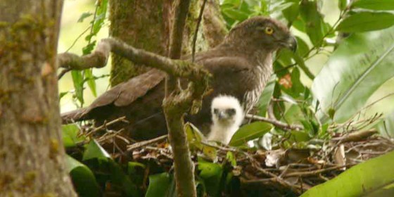 A Madagascar Serpent-eagle sitting on a nest next to its nestling.