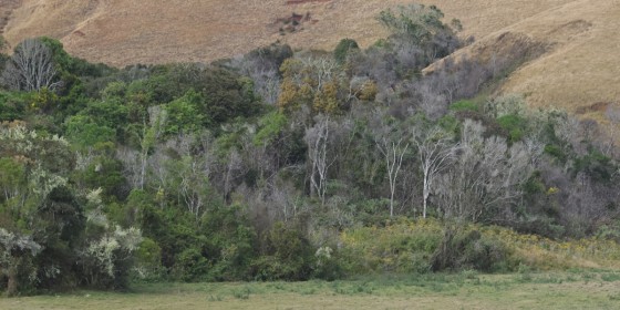 A thin forest separating a grassy field and grass-covered hillside.