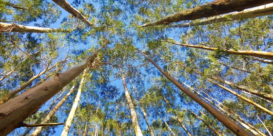A forest of eucalyptus trees as seen from below looking straight up.