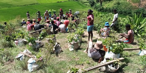 Local Malagasys resting on a hillside surrounded by young tree saplings during forest restoration work.