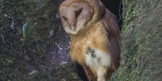 A Madagascar Red Owl sitting in a cavity in a tree trunk.