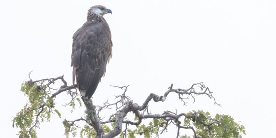 A Madagascar Fish-eagle sitting at the top of a tree.
