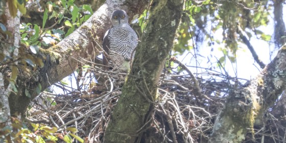 A Henst's Goshawk sitting on a large stick nest.