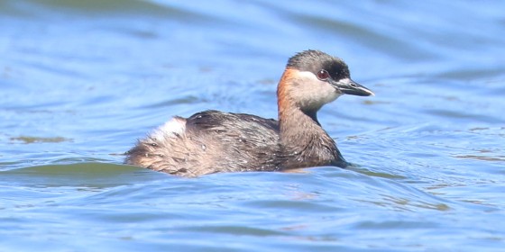 A Madagascar Grebe swimming in a bright blue lake.