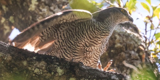 A Henst's Goshawk seen from below walking along a branch.