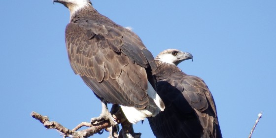 A pair of Madagascar Fish-eagles perched on a tree branch.