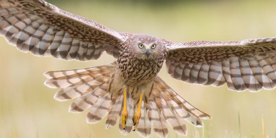 A Malagasy Harrier swooping low over grassland with its wings outstretched.