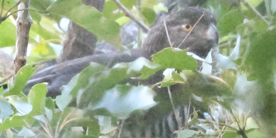 A Madagascar Serpent-eagle peering through dense vegetation.