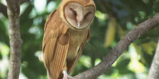 A Madagascar Red Owl perched on a branch.