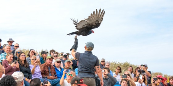 Ambassador Turkey Vulture Lucy takes off from the glove of Raptor Specialist II Jadn Soper surrounded by a large crowd during a Fall Flights show.