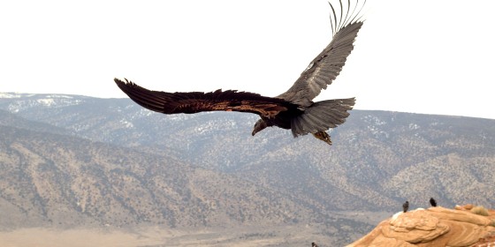 California Condor Release