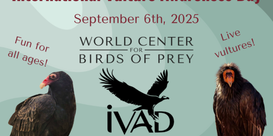 International Vulture Awareness Day 6 September 2025