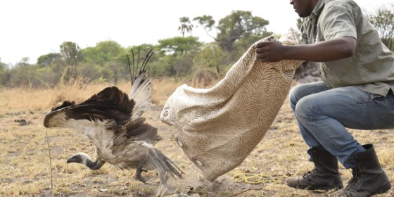 A biologist releases a newly banded vulture.