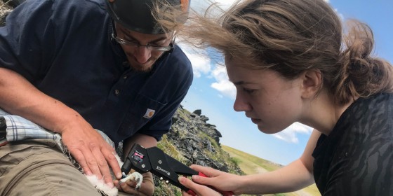Two biologists place a band on a nestling Gyrfalcon.