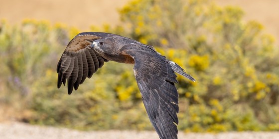 Griffin the Swainson's Hawk in Fall Flights