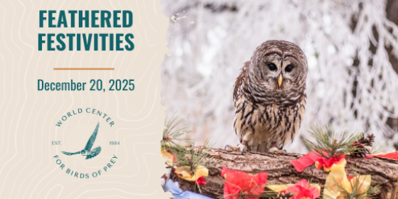 Feathered Festivities 2025