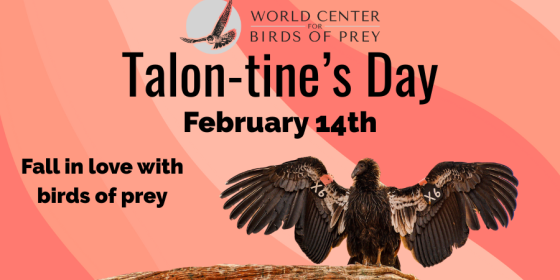 Fall in love with birds of prey Talon-tine's Day