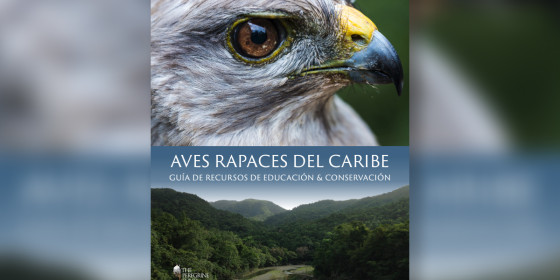The cover of the Spanish version of the "Raptors of the Caribbean" curriculum guide