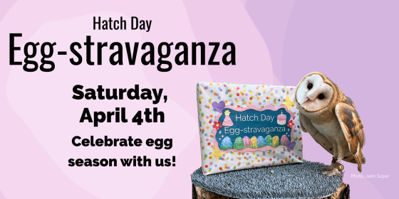 Hatch Day Egg-stravaganza 4 April 2026 Celebrate egg season