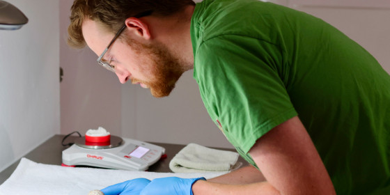Propagation Biologist Brendan Burns using calipers to check the development of a Puerto Rican Sharp-shinned Hawk egg.
