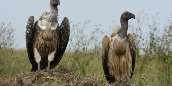 Two vultures standing on the ground.
