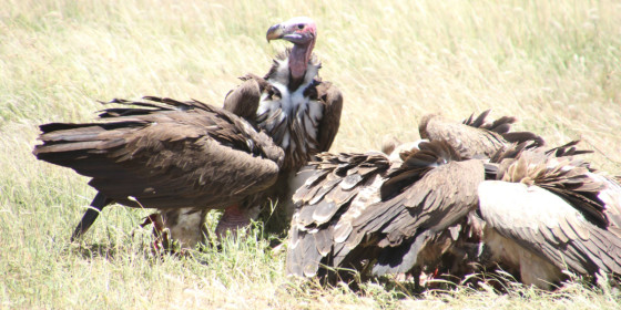 A flock of feeding Rüppell's Vultures with a Lappet-faced Vulture standing behind them.