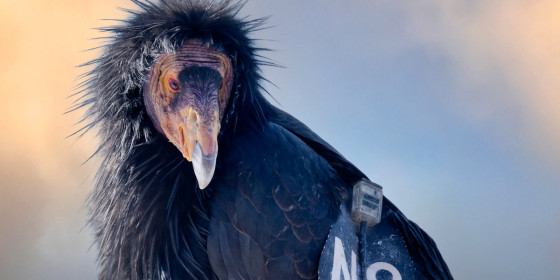A closeup of the head of an adult California Condor.