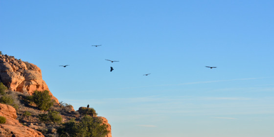 California Condors in flight over red rock cliffs at our management facility in Vermilion Cliffs National Monument, Arizona.
