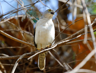 A Frances's Sparrowhawk sitting on a branch and vocalizing.