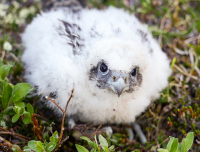 A closeup of a down-covered Gyrfalcon nestling