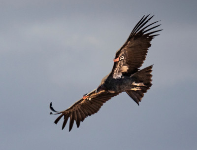 Condor 1221 in flight after her release in Vermilion Cliffs, Arizona.